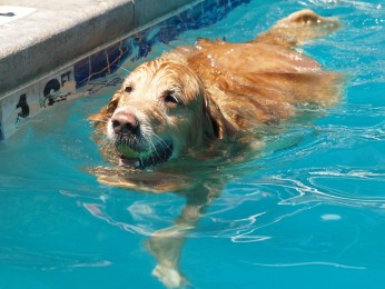 P1015195 346x260 9th Annual Dog Swim expands to a two day event at Secrest and Lake Arbor