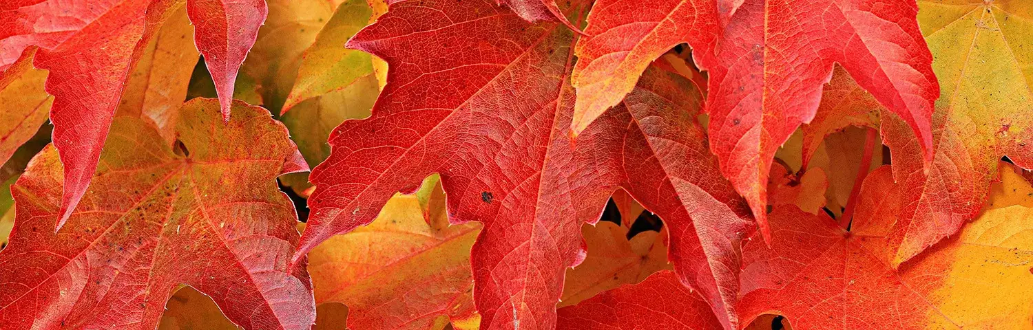 A close up of red and yellow leaves.